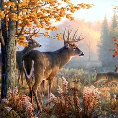 Play DEER Wallpapers v1