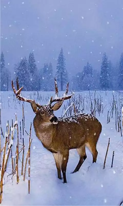 Play Deer Winter