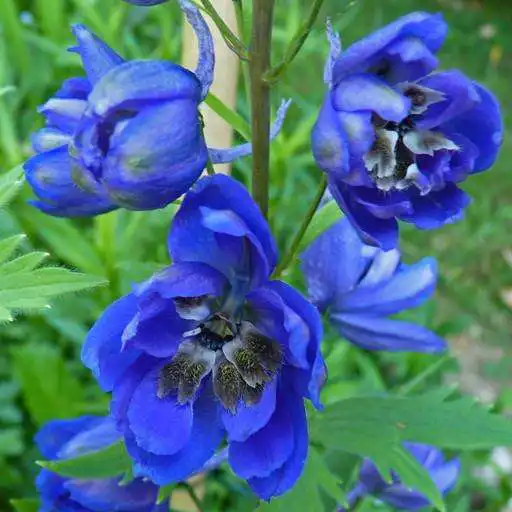 Play Delphinium Wallpapers APK