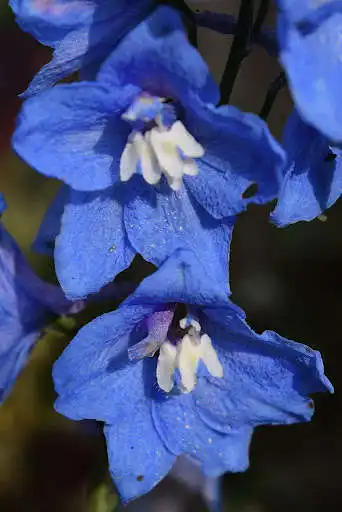 Play Delphinium Wallpapers  and enjoy Delphinium Wallpapers with UptoPlay