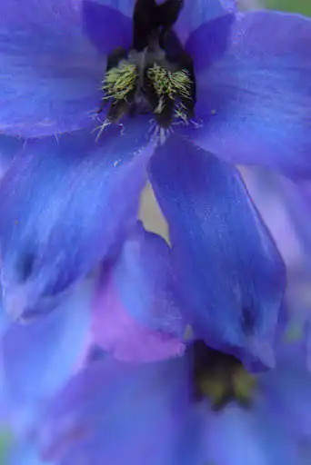 Play Delphinium Wallpapers as an online game Delphinium Wallpapers with UptoPlay