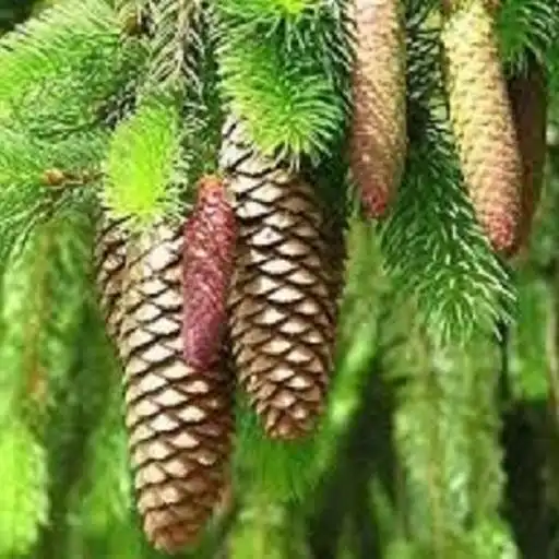 Play Dendrologic APK