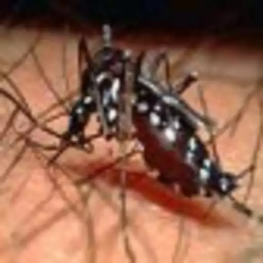 Run free android online Dengue Free Punjab APK