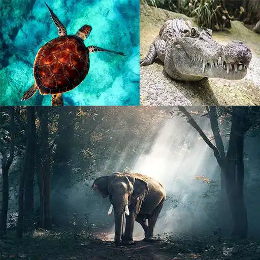 Play Desafio Animal APK