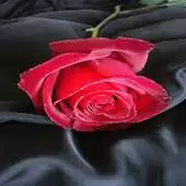 Free play online Desert Rose Live Wallpaper APK