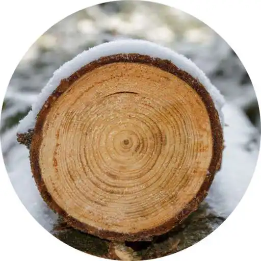 Play destroy wood APK Play destroy wood APK