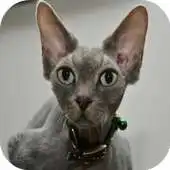 Free play online Devon Rex Cats Wallpapers APK Free play online Devon Rex Cats Wallpapers APK