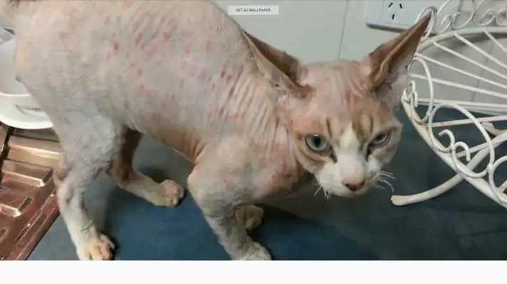 Play Devon Rex Cats Wallpapers