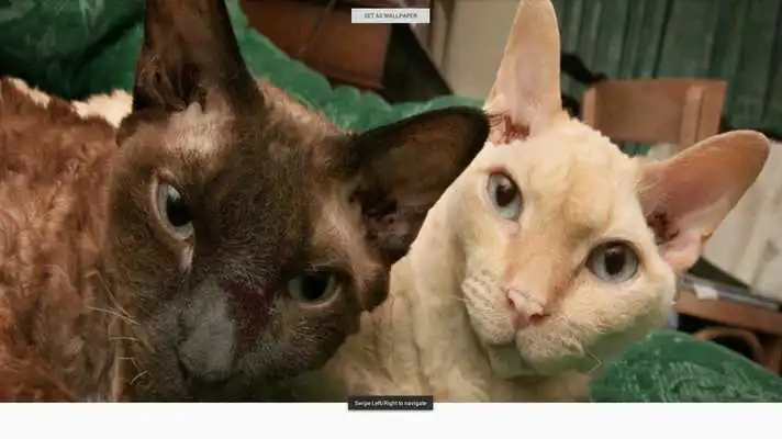 Play Devon Rex Cats Wallpapers