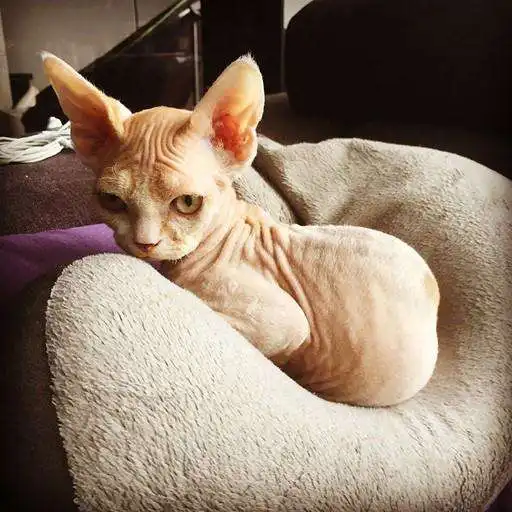 Play Devon Rex Wallpapers APK Play Devon Rex Wallpapers APK