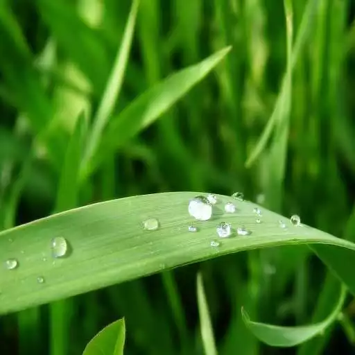 Play Dew Drop Live Wallpaper APK