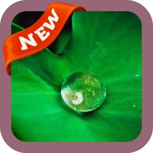 Play Dew Wallpaper APK