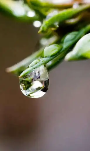 Play Dew Wallpaper and enjoy Dew Wallpaper with UptoPlay Play Dew Wallpaper and enjoy Dew Wallpaper with UptoPlay