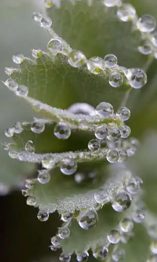 Play Dew Wallpaper as an online game online Dew Wallpaper with UptoPlay Play Dew Wallpaper as an online game Dew Wallpaper with UptoPlay