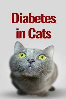 Play Diabetes In Cats Play Diabetes In Cats
