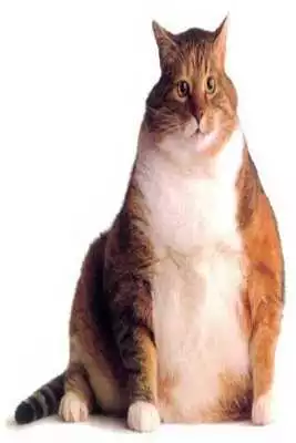 Play Diabetes In Cats Play Diabetes In Cats