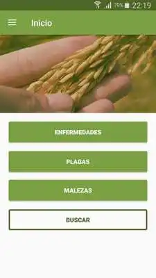 Play Diagnosticando al arroz