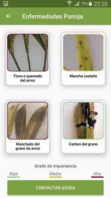 Play Diagnosticando al arroz