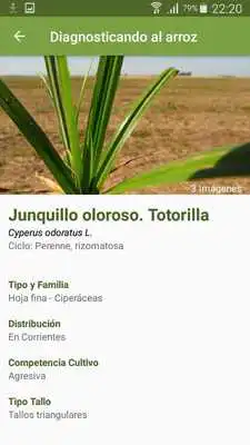 Play Diagnosticando al arroz