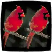 Free play online Difference Finder Birds APK Free play online Difference Finder Birds APK