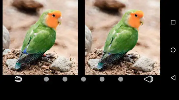 Play Difference Finder Birds