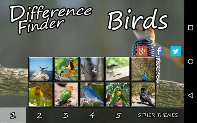 Play Difference Finder Birds