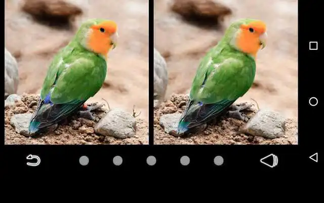 Play Difference Finder Birds