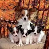 Free play online Different Breeds Dogs HD Theme APK