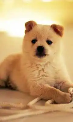 Play Different Breeds Dogs HD Theme