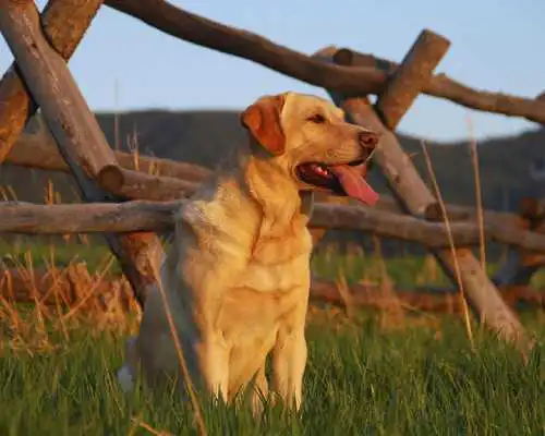 Play Different Breeds Dogs HD Theme