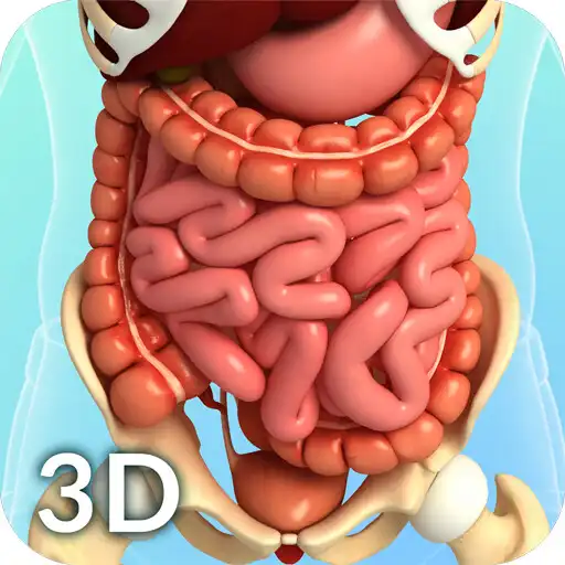 Play Digestive System Anatomy APK