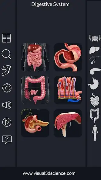 Play Digestive System Anatomy  and enjoy Digestive System Anatomy with UptoPlay