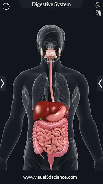 Play Digestive System Anatomy as an online game Digestive System Anatomy with UptoPlay