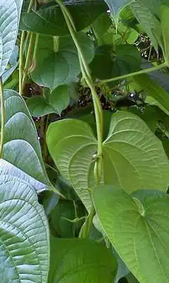 Play Dioscorea Wallpapers