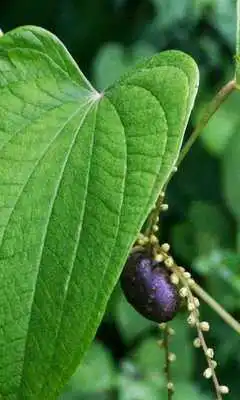 Play Dioscorea Wallpapers