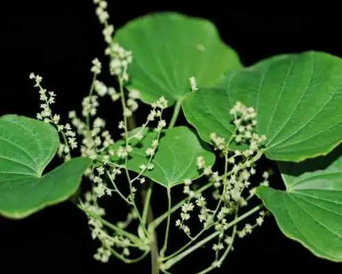 Play Dioscorea Wallpapers