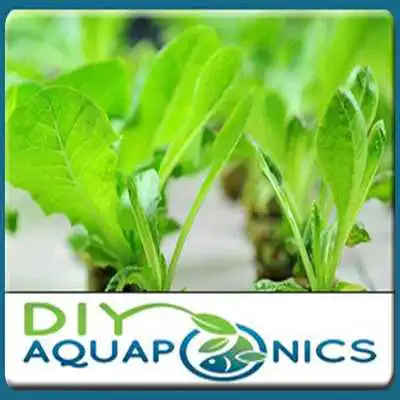 Play Diy Best Aquaponics