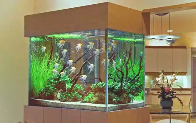 Play DIY Fish Tank  and enjoy DIY Fish Tank with UptoPlay