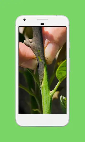 Play DIY Grafting Plants Step By Step  and enjoy DIY Grafting Plants Step By Step with UptoPlay