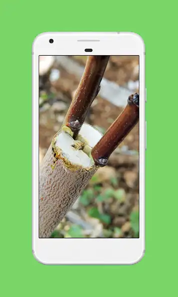 Play DIY Grafting Plants Step By Step as an online game DIY Grafting Plants Step By Step with UptoPlay