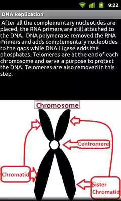 Play DNA Replication