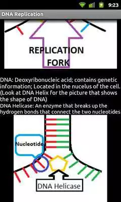 Play DNA Replication