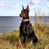 Free play online Doberman Dog HD Wallpapers APK Free play online Doberman Dog HD Wallpapers APK
