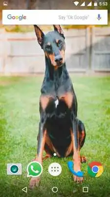 Play Doberman Dog HD Wallpapers