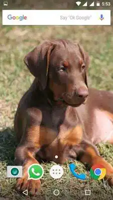 Play Doberman Dog HD Wallpapers