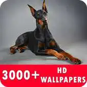Free play online Doberman Live Wallpapers HD APK