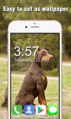 Play Doberman Live Wallpapers HD