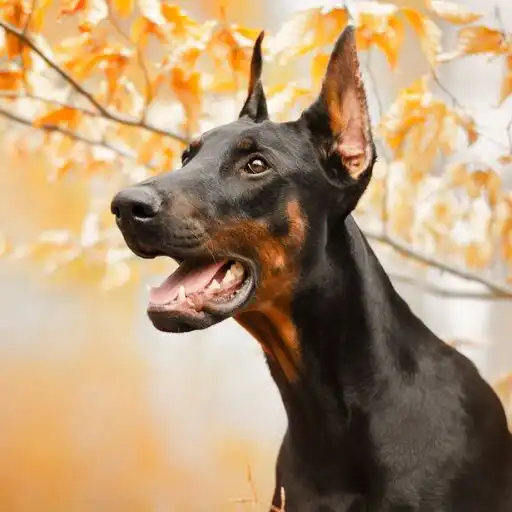 Play Dobermann Wallpaper APK Play Dobermann Wallpaper APK
