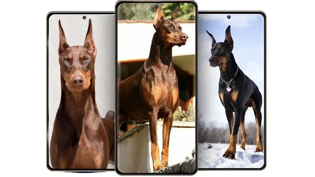 Play Dobermann Wallpaper  and enjoy Dobermann Wallpaper with UptoPlay