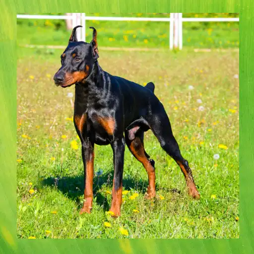 Free play online Doberman Pinscher APK